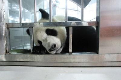 爆料大连熊猫视频大全,萌态可掬的滚滚家族风采展示